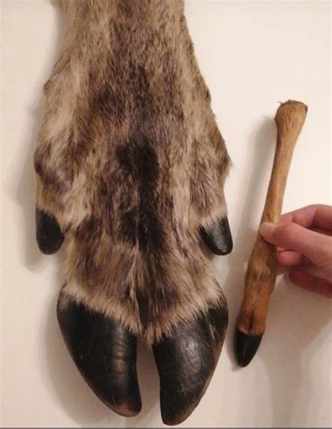 Moose hoof v.s. Row deer hoof! : r/Taxidermy