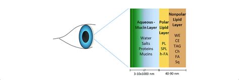 Human Tear Film Model Showing The Lipid Layer With Nonpolar And Polar