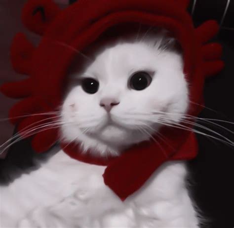 Pin By On Sizin Pinleriniz In Cute Cat Red Cat Cute Cats