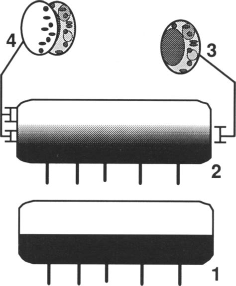 Schematic model showing magma evolution in a postulated magma chamber ...