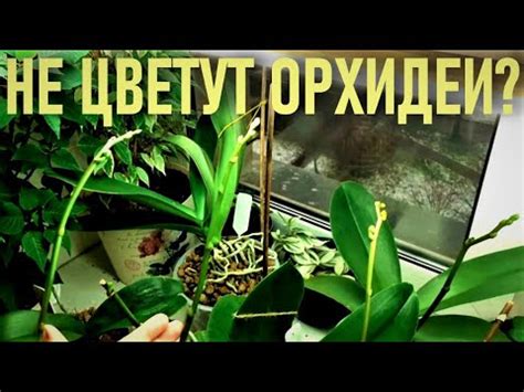 НЕ ЦВЕТУТ, НЕ РАСТУТ, БОЛЕЮТ ОРХИДЕИ? ТОГДА ВАМ СЮДА! ИЗМЕНИТЕ УСЛОВИЯ ...