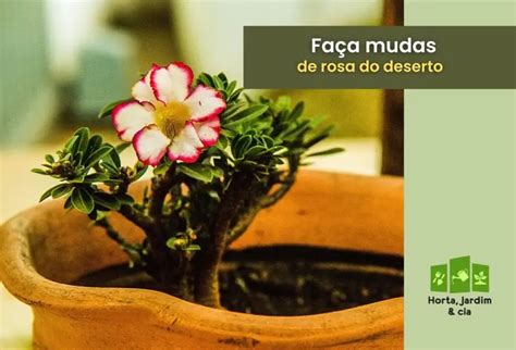 Como Fazer Muda De Rosa Do Deserto Passo A Passo Em Um Guia Completo