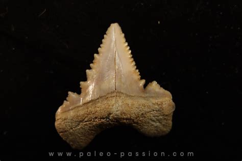 Paleocarcharodon Orientalis Paléocène Oued Zem Khouribga Maroc