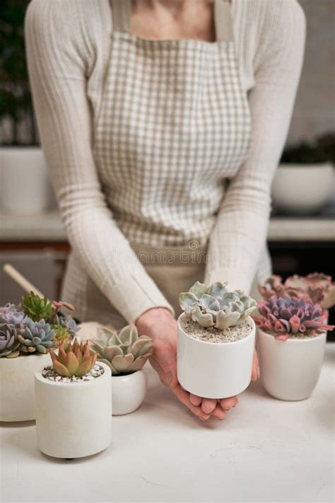 Mujer Sosteniendo La Planta De La Casa Suculenta De La Everia En Una