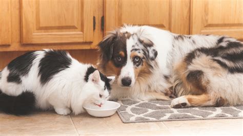 Can Dogs Eat Cat Food Is Cat Food Bad For Dogs Pawlicy Advisor