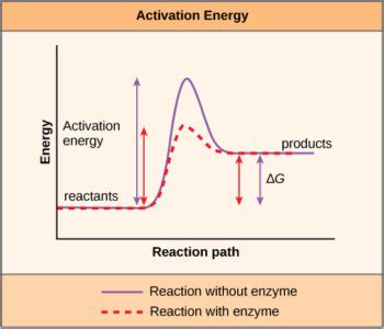 Enzymes Mt Hood Community College Biology 101