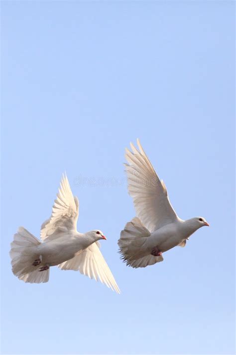 1613 White Doves Flying Stock Photos Free And Royalty Free Stock