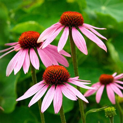 Echinacea Plant Uses