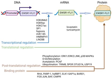 Cancers Free Full Text Regulation Of Ewsr1 Fli1 Function By Post