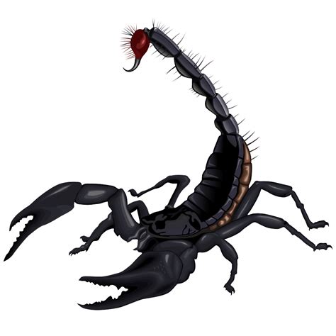 Scorpion Arachnids, Unique Anatomy, Venomous Creatures, Desert Dwellers, Ancient Species PNG