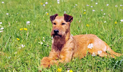 Are Irish Terrier The Most Intelligent Dogs