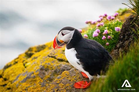 Puffin Express Puffin Watching From Reykjavik