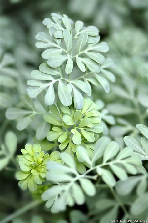 Plantes Faciles Qui R Sistent Au Manque Deau Fleurs Sans Arrosage