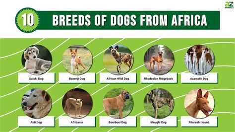 meet  fearless african dogs   protected families