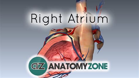 Right Atrium 3d Models Video Tutorials And Notes Anatomyzone