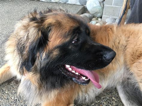 The Leonberger: A Large and Friendly Pet Dog Breed - PetHelpful