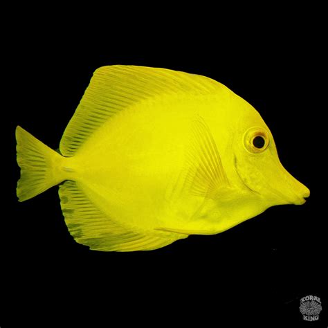 Yellow Tang (Captive Bred) – Koral King