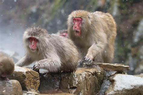 Wild Snow Monkeys Blain Harasymiw Photography