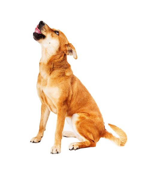 Premium Photo | Labrador retriever mix dog licking lips