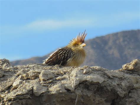 Radiografía del Parque Sarmiento la curiosa cantidad de aves que lo