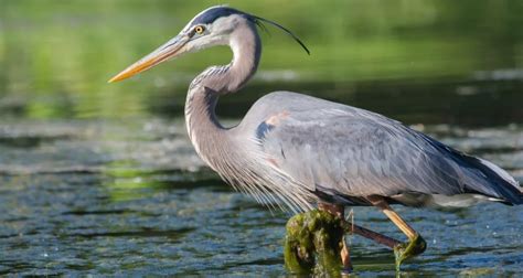 Types Of Herons In Texas 11 Species Bird Watching Hq