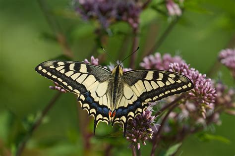 Papilio machaon - Butterflies of Croatia