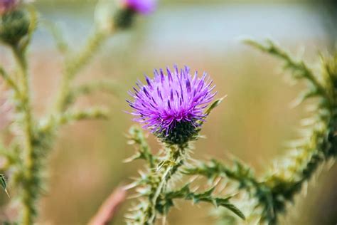 15 Weeds With Purple Flowers