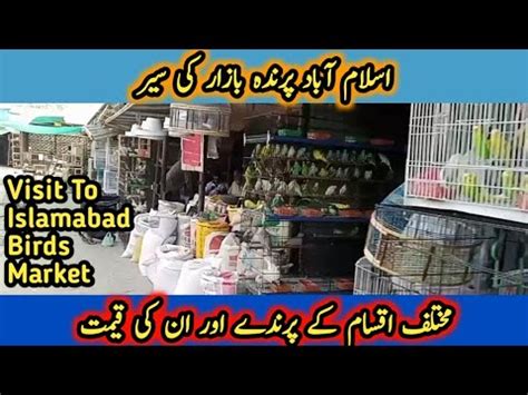 Visit To Birds Weekly Bazar Islamabad Birds Market Islamabad Pakistan