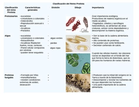 Ganancia Recordar Queja El Reino Protista Se Clasifica En Meseta