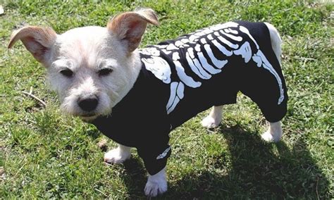 Skeleton Dog Costume Clothes for Halloween Small to Xx Large | Etsy