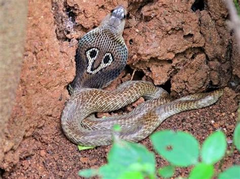 Snake Bite चावलेला साप हा विषारी की बिनविषारी डॉक्टरकडे जाण्याआधीच