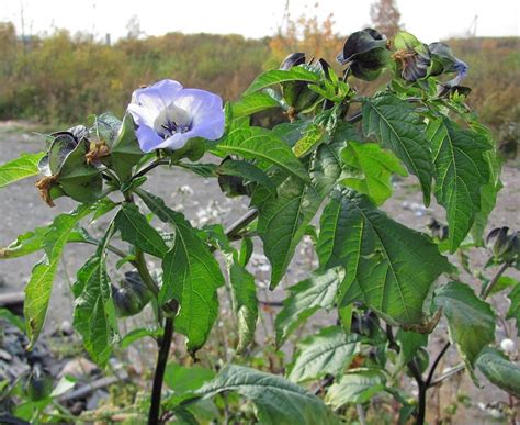 Nicandra physalodes - Изображение особи - Плантариум