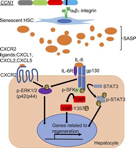 Jci Insight Senescent Hepatic Stellate Cells Promote Liver