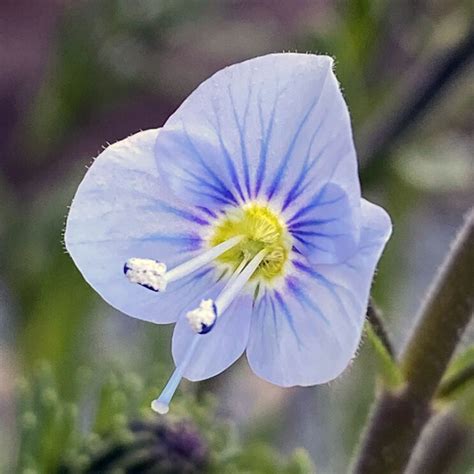 Veronica Gentianoides Putnam Hill Nursery