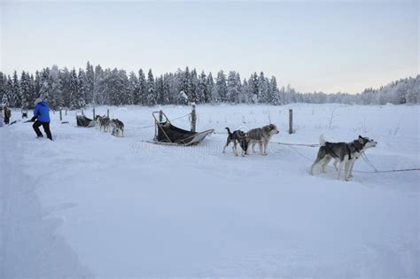 在芬兰拉普兰的雪地里拖着雪橇的狗，没有狗就不可能住在这里 库存图片 图片 包括有 生活 雪撬 233309989