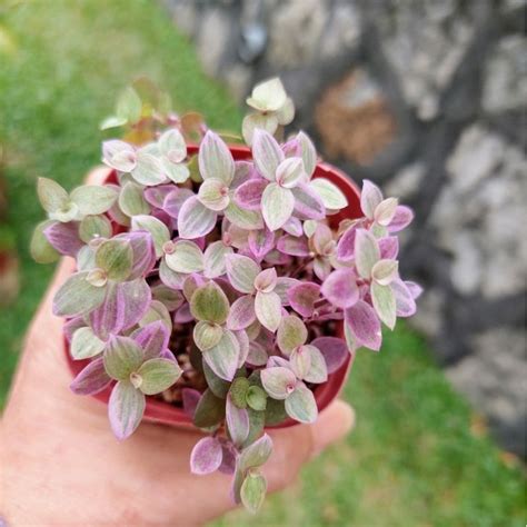 Succulent Callisia Repens Pink Lady Turtle Vine Indoor Live Plant Pokok Hidup Callisia Repens