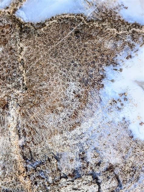 fossil    swirly lines   stromatolite