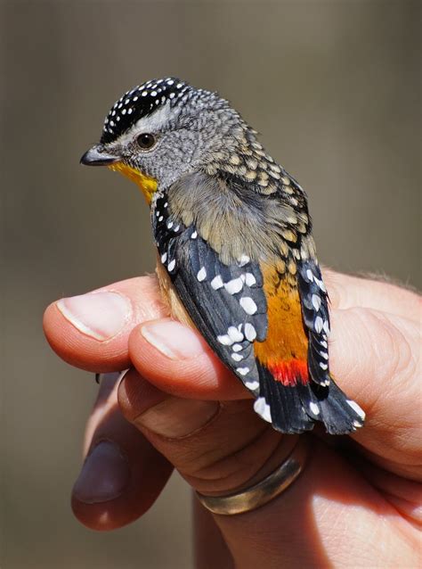 Spotted Pardalote Pardalotus Punctatus Bird Beautiful Birds Bird