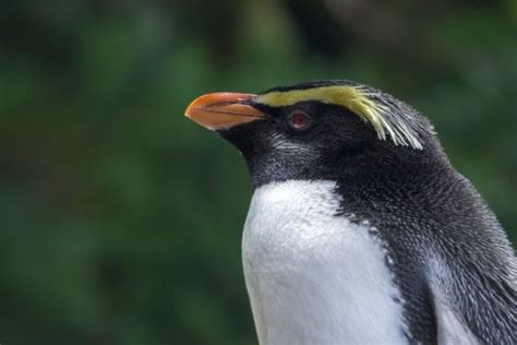 12 Fascinating Facts About Fiordland Penguins [#4 is Hard to Believe ...