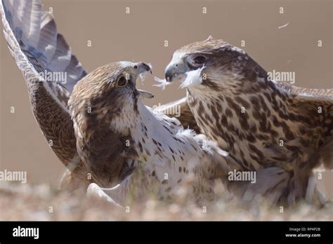 Falcons Hi Res Stock Photography And Images Alamy