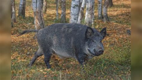 Peste Suina Nuovi Casi Tra Liguria E Piemonte Accertati Solo A