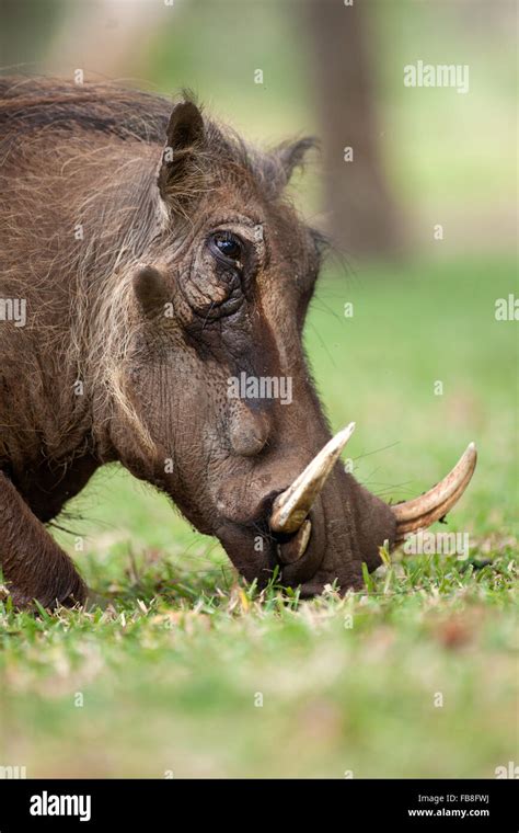 Warthog Grazing On Grass Stock Photo Alamy