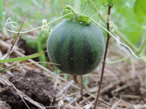 Plant ID forum: Buffalo Gourd like plant in the DFW Area. - Garden.org