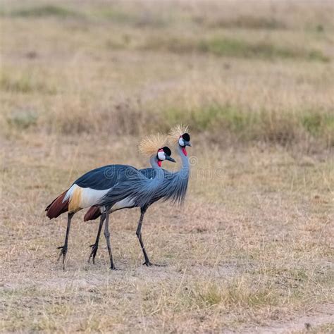 Gray Crowned Cranes Standing On Grassland Stock Image Image Of