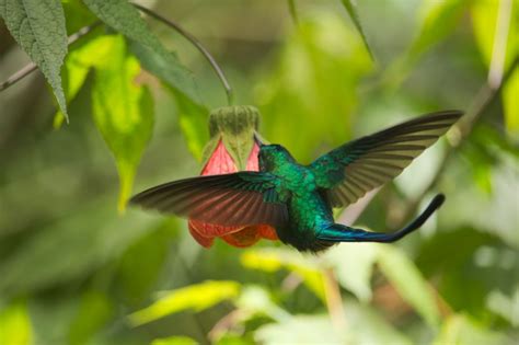 Hummingbird Feeding | Smithsonian Photo Contest | Smithsonian Magazine