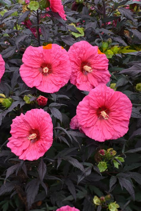 Buy Summerific Evening Rose Hibiscus Rose Mallow Free Shipping