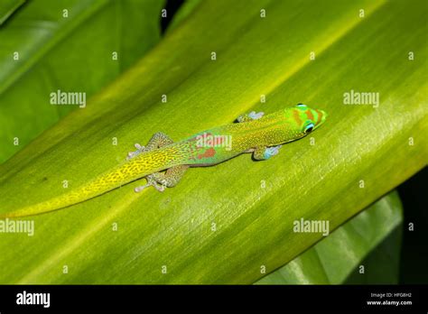 The Gold Dust Day Gecko Phelsuma Laticauda Stock Photo Alamy