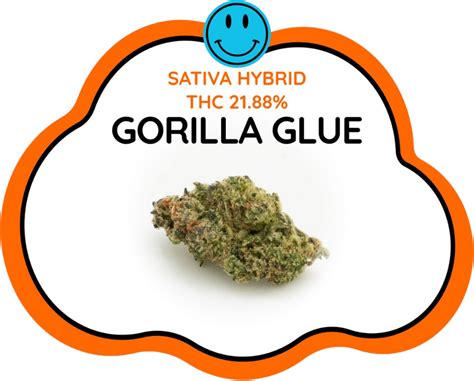 Gorilla Glue Strain - Cloud Nine Thailand