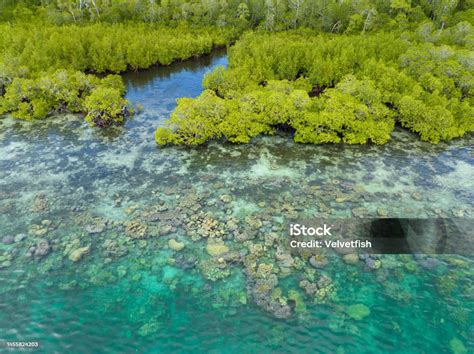 aerial  coral reef fringing mangrove forest  south pacific stock