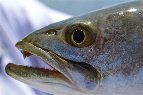 Is It Time To Lower The Limit On Speckled Trout Gulf Coast Mariner